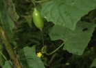 <i>Melothria cucumis</i> Vell. [Cucurbitaceae]