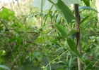 <i>Melothria cucumis</i> Vell. [Cucurbitaceae]