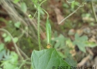 <i>Melothria cucumis</i> Vell. [Cucurbitaceae]