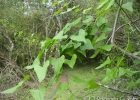 <i>Dioscorea scabra</i> Humb. & Bonpl. ex Willd. [Dioscoreaceae]
