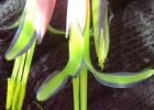 <i>Billbergia nutans</i> H. Wendl. [Bromeliaceae]