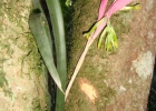 <i>Billbergia distachya</i> (Vell.) Mez [Bromeliaceae]
