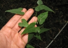 <i>Tragia volubilis</i> L. [Euphorbiaceae]