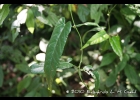 <i>Tragia volubilis</i> L. [Euphorbiaceae]
