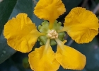 <i>Janusia guaranitica</i> (A. St.-Hil.) A. Juss. [Malpighiaceae]