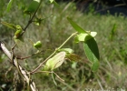 <i>Janusia guaranitica</i> (A. St.-Hil.) A. Juss. [Malpighiaceae]