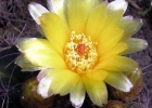 <i>Parodia linkii</i> (Lehm.) R. Kiesling [Cactaceae]