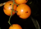 <i>Odontocarya acuparata</i> Miers [Menispermaceae]