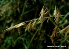 <i>Melica sarmentosa</i> Nees [Poaceae]