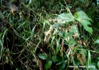 <i>Melica sarmentosa</i> Nees [Poaceae]