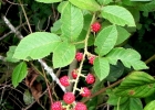 <i>Rubus brasiliensis</i> Mart. [Rosaceae]
