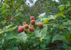 <i>Rubus brasiliensis</i> Mart. [Rosaceae]