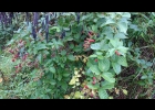 <i>Rubus sellowii</i> Cham. & Schltdl. [Rosaceae]
