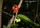 <i>Solanum inodorum</i> Vell.  [Solanaceae]