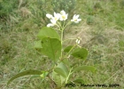 <i>Solanum inodorum</i> Vell.  [Solanaceae]