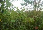 <i>Gouania ulmifolia</i> Hook. & Arn. [Rhamnaceae]