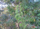 <i>Gouania ulmifolia</i> Hook. & Arn. [Rhamnaceae]