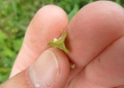 <i>Cardiospermum halicacabum</i> L. [Sapindaceae]