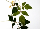 <i>Cardiospermum halicacabum</i> L. [Sapindaceae]