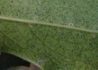 <i>Citronella gongonha</i> (Mart.) R.A.Howard [Cardiopteridaceae]