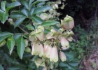 <i>Serjania laruotteana</i> Cambess. [Sapindaceae]