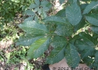 <i>Serjania laruotteana</i> Cambess. [Sapindaceae]