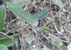<i>Smilax campestris</i> Griseb. [Smilacaceae]