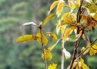 <i>Clethra scabra</i> Pers. [Clethraceae]