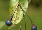 <i>Solanum laxum</i> Spreng. [Solanaceae]