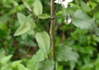 <i>Solanum laxum</i> Spreng. [Solanaceae]