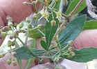 <i>Cissus striata</i> Ruiz & Pav. [Vitaceae]