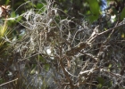 <i>Tillandsia recurvata</i> (L.) L. [Bromeliaceae]