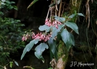 <i>Sinningia douglasii</i> (Lindl.) Chautems [Gesneriaceae]