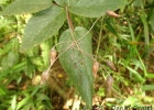 <i>Sinningia douglasii</i> (Lindl.) Chautems [Gesneriaceae]
