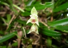<i>Bulbophyllum regnellii</i> Rchb. f. [Orchidaceae]