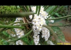 <i>Capanemia superflua</i> (Rchb. f.) Garay [Orchidaceae]