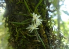 <i>Capanemia micromera</i> Barb. Rodr. [Orchidaceae]