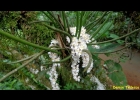 <i>Capanemia superflua</i> (Rchb. f.) Garay [Orchidaceae]