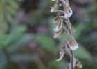 <i>Cyclopogon elatus</i> (Sw.) Schltr. [Orchidaceae]