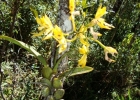 <i>Oncidium ottonis</i> Schltr. [Orchidaceae]