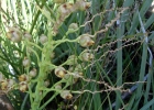 <i>Butia lallemantii</i> Deble & Marchiori [Arecaceae]
