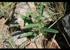 <i>Angelonia integerrima</i> Sprengel [Plantaginaceae]