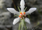 <i>Blumenbachia insignis</i> Schrad. [Loasaceae]