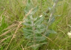 <i>Macrosiphonia longiflora</i> (Desf.) Müll.Arg. [Apocynaceae]