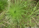 <i>Eryngium pristis</i> Cham. & Schltdl. [Apiaceae]