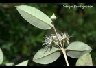 <i>Myrceugenia myrtoides</i> O. Berg [Myrtaceae]