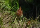 <i>Schlechtendalia luzulifolia</i> Less. [Asteraceae]