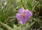 <i>Tibouchina gracilis</i> (Bonpl.) Cogn. [Melastomataceae]