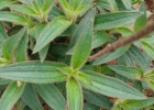 <i>Tibouchina gracilis</i> (Bonpl.) Cogn. [Melastomataceae]