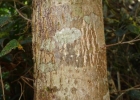 <i>Terminalia australis</i> Cambess. [Combretaceae]